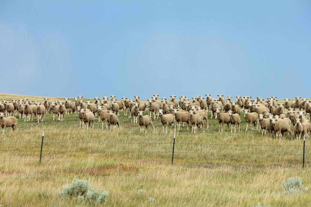 breeding_ewes